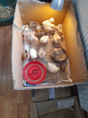 Vand pui de Brahma - imagine 2