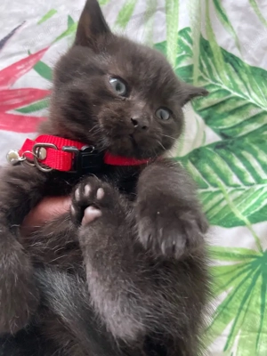 puiut britihs 7 saptamani 