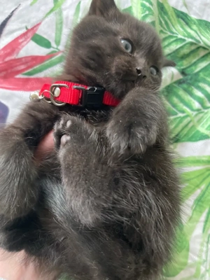 puiut britihs 7 saptamani  - imagine 2