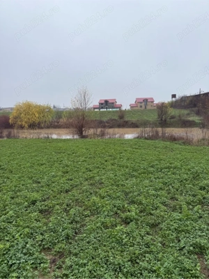 sammanta lucerna anul 2025