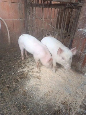 vând două purcele  - imagine 2