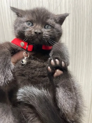 puiut britihs 7 saptamani  - imagine 3