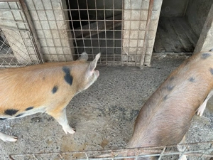 Porc de vanzare - imagine 2