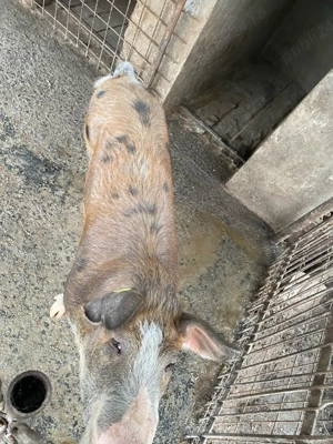 Porc de vanzare - imagine 4