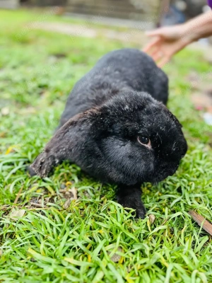 Vind o pereche de iepuraș Berbec German frumosi si miicaciosi - imagine 3