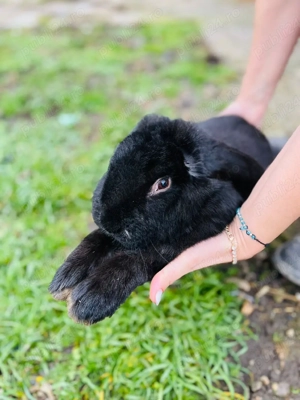 Vind o pereche de iepuraș Berbec German frumosi si miicaciosi - imagine 2