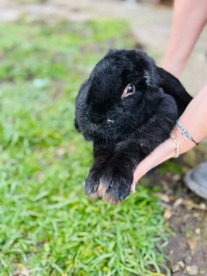 Vind o pereche de iepuraș Berbec German frumosi si miicaciosi