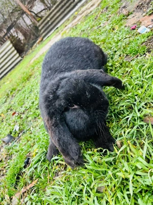 Vind o pereche de iepuraș Berbec German frumosi si miicaciosi - imagine 5