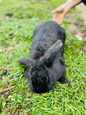 Vind o pereche de iepuraș Berbec German frumosi si miicaciosi - imagine 4