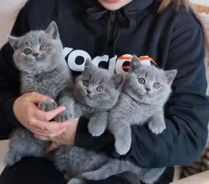 British shorthair băieței și fetițe