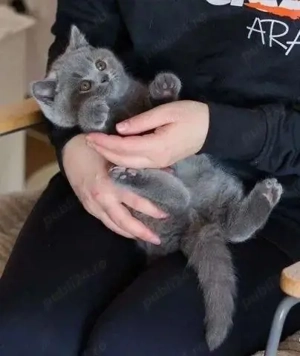 British shorthair băieței și fetițe - imagine 3