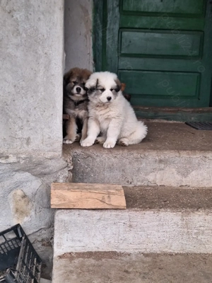 Catelusa de 7 saptamani