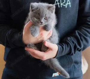 British shorthair băieței și fetițe - imagine 2