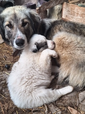 Catelusa de 7 saptamani - imagine 3