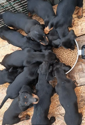 Căței techeli - imagine 2