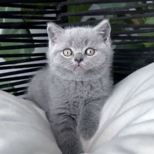 British shorthair pisoiași - imagine 3