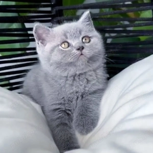 British shorthair pisoiași