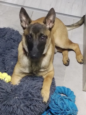 Donez cățel ciobănesc belgian  - imagine 2