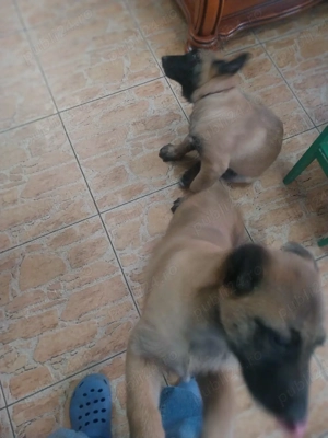 Ciobanesc Belgian Malinois  - imagine 2