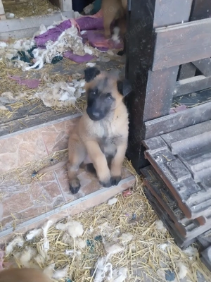 Ciobanesc Belgian Malinois  - imagine 4