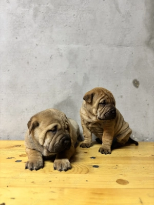 Shar pei în căutare de familii iubitoare  - imagine 2