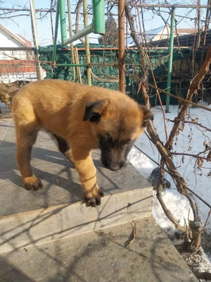 Ciobanesc Belgian Malinois  - imagine 5