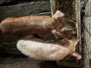 Vând 2 purcei de 12 săptămâni  - imagine 3