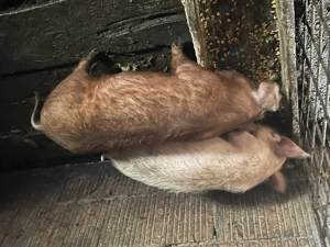 Vând 2 purcei de 12 săptămâni 