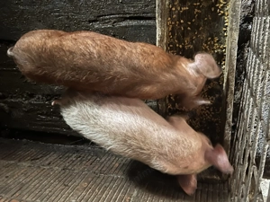 Vând 2 purcei de 12 săptămâni  - imagine 2