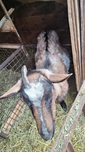 Vand 2 capre gestante  - imagine 3