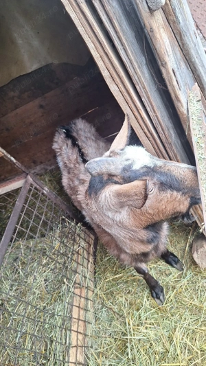 Vand 2 capre gestante  - imagine 2