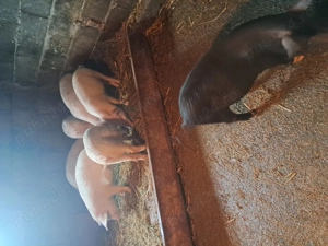 Vand purceii  15 săptămânii 