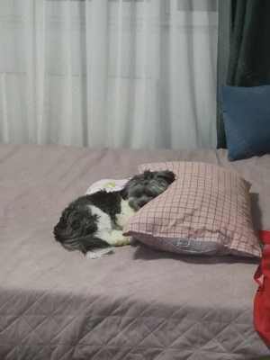 Donez,cățeluș shitzu - imagine 2