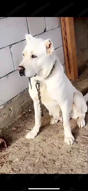 De vanzare  - imagine 3