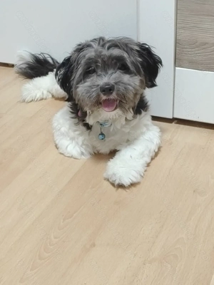 Donez,cățeluș shitzu - imagine 3