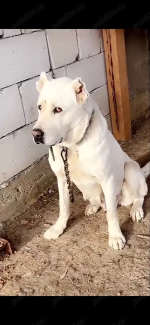 De vanzare  - imagine 2