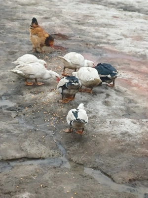 Vând rațe mute ! - imagine 5