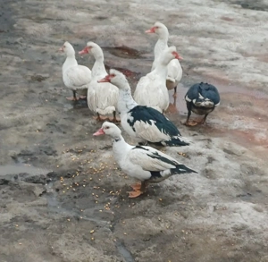 Vând rațe mute ! - imagine 2