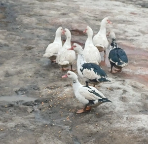 Vând rațe mute ! - imagine 3