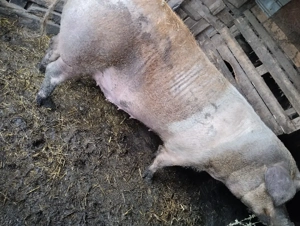 Vând scroafă Duroc 300 kg, Sat Rași. - imagine 2