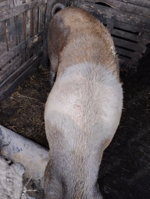 Vând scroafă Duroc 300 kg, Sat Rași. - imagine 3