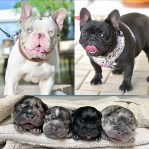 Pui de bulldog francez - imagine 2