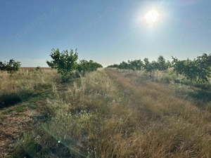 Livezi sănătoase, lucrări profesioniste   plantare, tăieri, stropiri