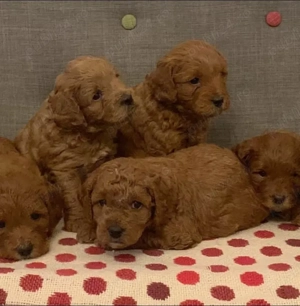 Pui de pudel frumoși - imagine 2