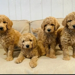 Pui de pudel frumoși - imagine 3