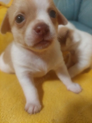 vând chihuahua - imagine 2