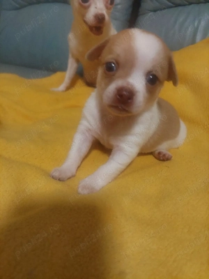 vând chihuahua - imagine 3