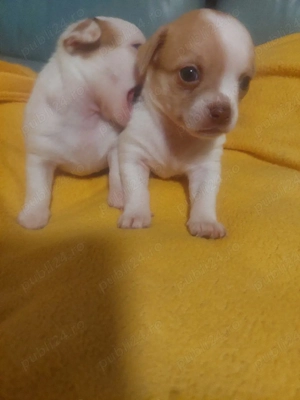 vând chihuahua - imagine 4