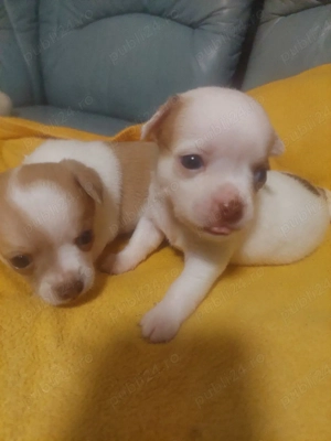 vând chihuahua - imagine 5