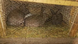 iepuri de vânzare  - imagine 2